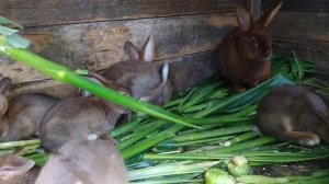 В каком возрасте  отсаживать крольчат от крольчихи?//Жизнь в деревне !!!