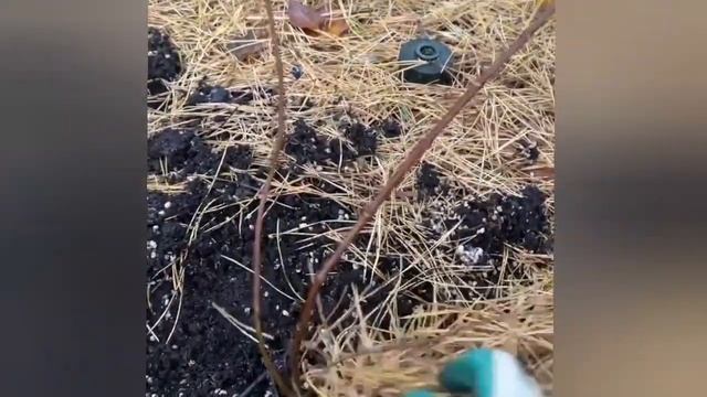Зимовка саженцев смотреть онлайн