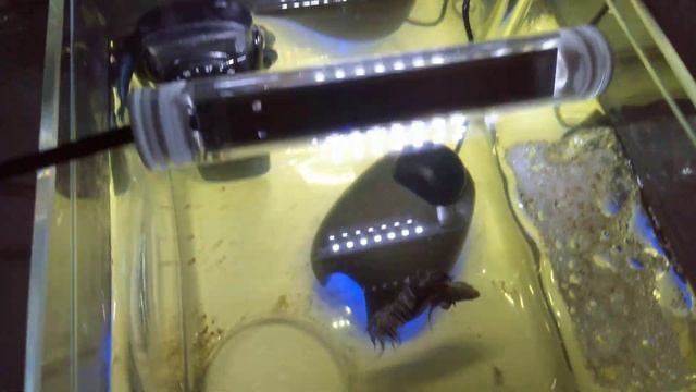 Aquael Leddy Tube Mini by Malena #aquaelleddytube #aquaelleddy #aquael смотреть онлайн