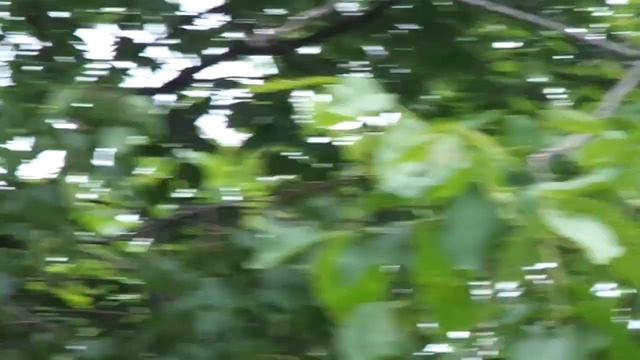 Зародыш . Грецкий орех . смотреть онлайн