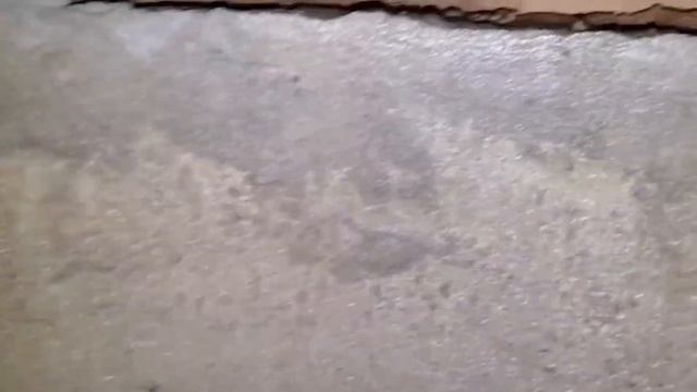 podkapaev.пос. Овсяников. Вот так чистят Рукажопые и лопаторождённые, бесят! смотреть онлайн