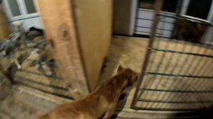 ПИТБУЛИ СБЕЖАЛИ ИЗ ПИТОМНИКА !!! PITBULL ESCAPE !!! ЧТО БЫЛО ДАЛЬШЕ ?!? Спайк харкнуЛ МНЕ В ГЛАЗ !!