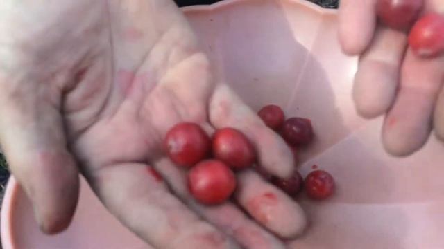 15 апреля, собираем клюкву на даче смотреть онлайн