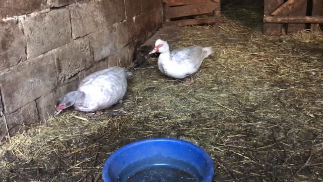 Полноценная Весна | Мускусные утки занеслись, Гуси, Кролики / Гуфи после ранения | Планы и новости смотреть онлайн