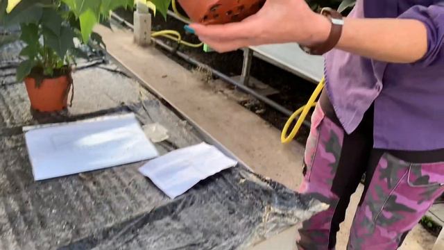 Virtual poinsettia tour 2020 смотреть онлайн