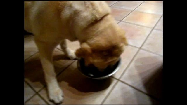 Mac Do Enter On Pet Food Market