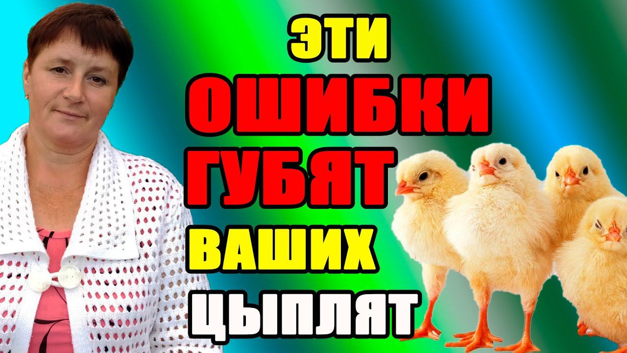 Почему цыплята садятся на ноги и гибнут. Как избежать ошибок. смотреть онлайн