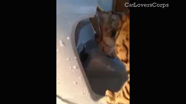 Cute Bengal Cat Name Jasmine Loves Her Water Fountain смотреть онлайн