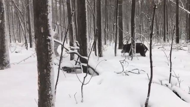 Кабан Загрыз Охотника смотреть онлайн