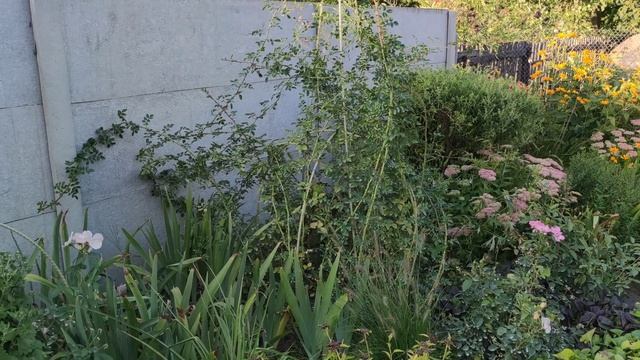 Преимущества корнесобственных роз. ?Или почему так популярно черенкование среди розоводов?! смотреть онлайн