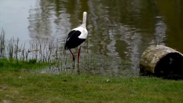 #Сергей Чекалин "Теплый май" /Sergei Chekalin "Warm May" смотреть онлайн