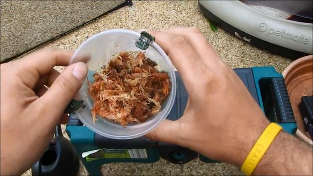 Attempting to save a dying cattleya orchid without any roots смотреть онлайн