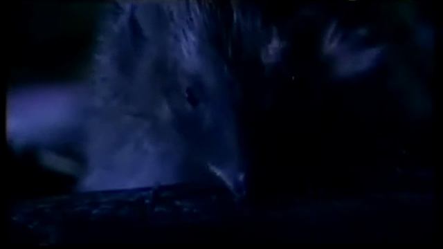 Тайная жизнь европейского ежа