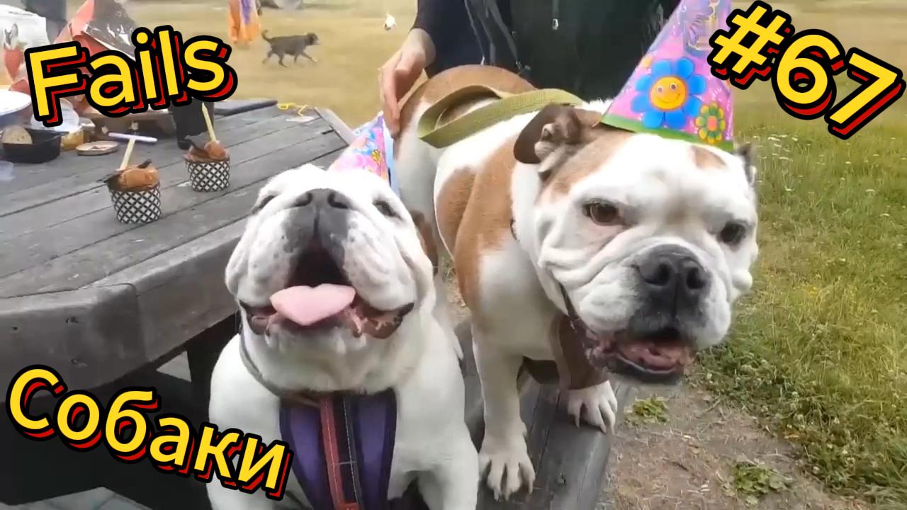 ДО СЛЁЗ ? подборка безумных животных | Смешные видео - Лучшие ПРИКОЛЫ 67 смотреть онлайн