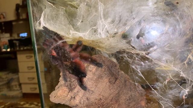 Спаривание пауков caribena versicolor смотреть онлайн