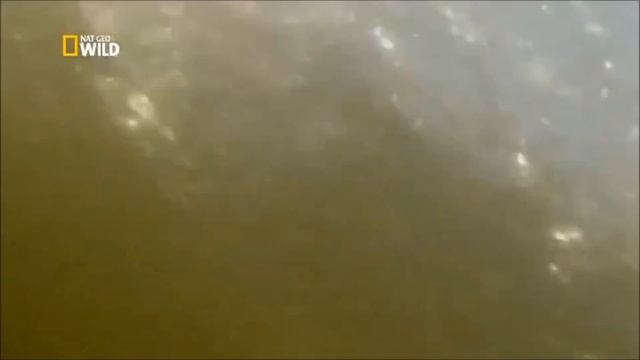 Змееголов, как ловить? смотреть онлайн