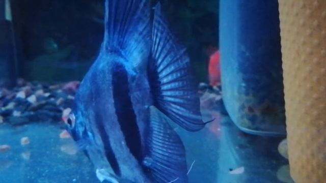 Велифера Моллинезия пересажена, в Аквариуме с Барбусами. Не грустит ли Рыбка ? смотреть онлайн