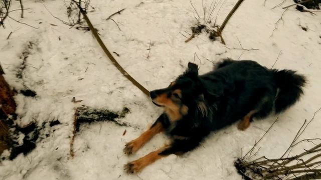 Прогулка с вороной 9. ЗИМА смотреть онлайн