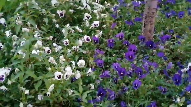 Абхазия. Сухум. Набережная смотреть онлайн