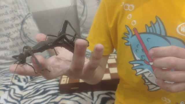 Палочники Филиппинские смотреть онлайн