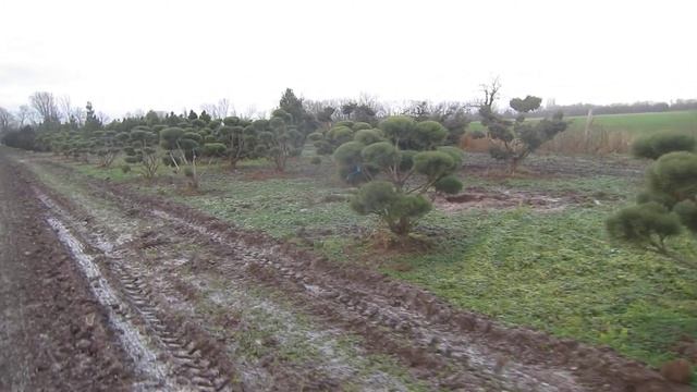 Pinus sylvestris watereri BONSAI смотреть онлайн