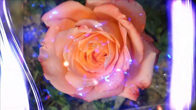 Питомник роз Полины Козловой rozarium.biz . смотреть онлайн