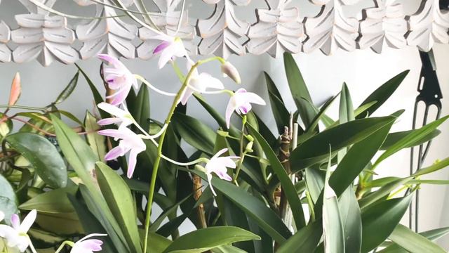 Re-Bloom Dendrobium Kingianum Orchid/Kingianum Care And Why This Orchid Doesn’t Bloom смотреть онлайн