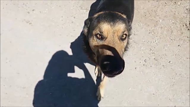 НАША ФЕРМА.Прокачу на тракторе ;)) смотреть онлайн