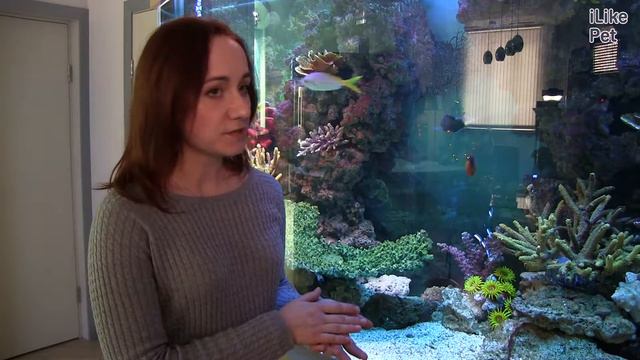 Аквариум Рыбное море АкваЛого на ilikePet смотреть онлайн