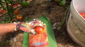 Томат Сердце красного дракона Сибирского сада / Урожайный вкусный красивый