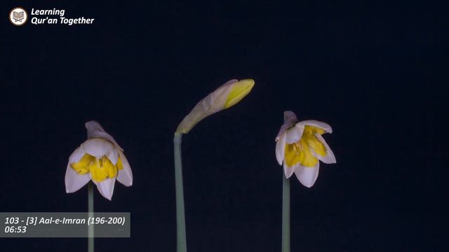 103 - [3] Aal-e-Imran (196-200) | #Islam | #Quran | #translation | #tafseer смотреть онлайн