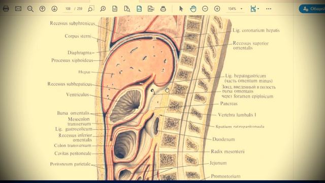 Анатомия с АВ. Брюшина (peritoneum), топография брюшины в брюшной полости. смотреть онлайн