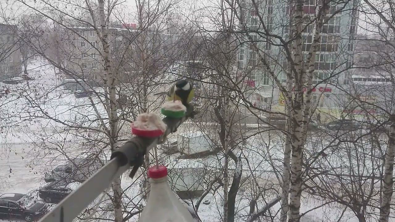 Синицы и сало. смотреть онлайн