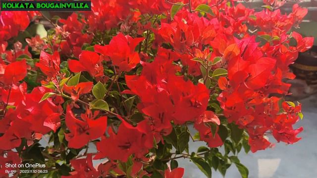 Chili Red ♥️ #Bougainvillea #@@ss 💐💐 смотреть онлайн