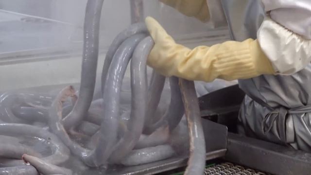 순대공장 Amazing mass production! Blood sausage (sundae) making process - Korean food factory смотреть онлайн