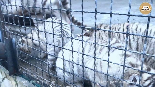 Малыши бенгальские тигры распробовали мясо. Тайган | Cubs of вengal tigers tasted meat. Taigan смотреть онлайн