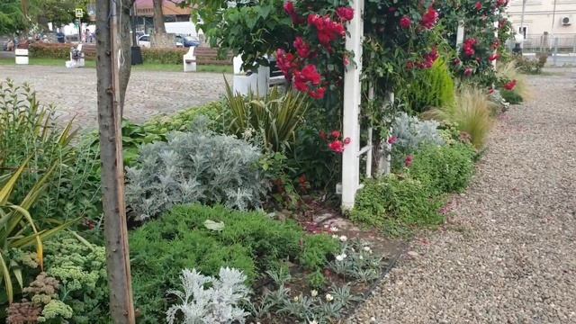 Магнолия в цвету. Лазаревское Сочи. Фонтан Одуванчик. Беседка для фотосессий. Погода 13 июня 2023 смотреть онлайн