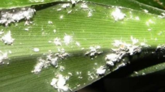 Мучнистый червец на комнатных цветах. Как избавиться от вредителя. смотреть онлайн