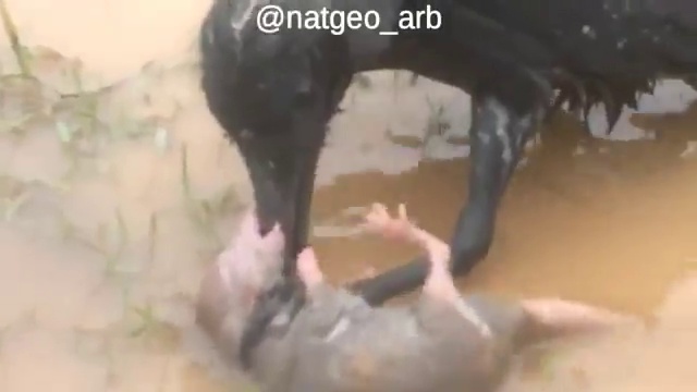 Никогда не сдавайся смотреть онлайн