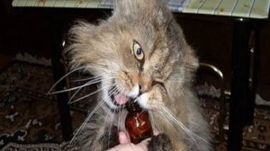 Как поймать кота в ловушку который боится на улице