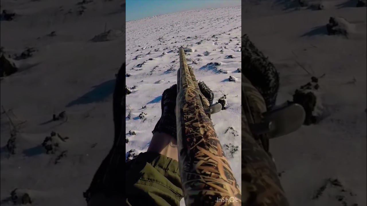 Охота на зайца #shortvideo #охота #охотаназайца #шортс #shorts #short #охотавидео #maxhunter смотреть онлайн