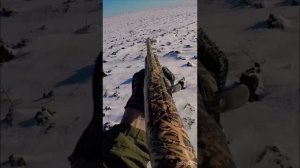 Охота на зайца #shortvideo #охота #охотаназайца #шортс #shorts #short #охотавидео  #maxhunter