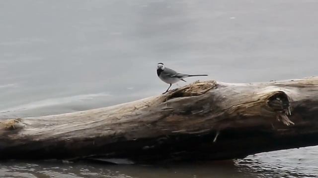 Белая трясогузка 13 апреля 2016 смотреть онлайн