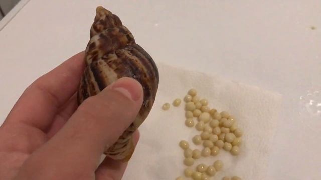 Улитка умерла / Улитки Ахатины смотреть онлайн