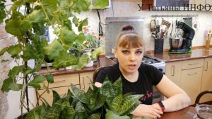 МАГНЕЗИЯ / Сульфат Магния Восстановит Иммунитет даже мертвым растениям ;)