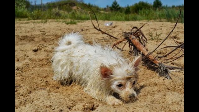 Немецкий шпиц Крошка-Хорошка Ласковая Вьюга. (Бесилки на речке)