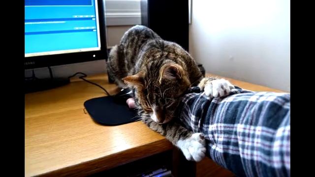 за что мы любим котиков? смотреть онлайн