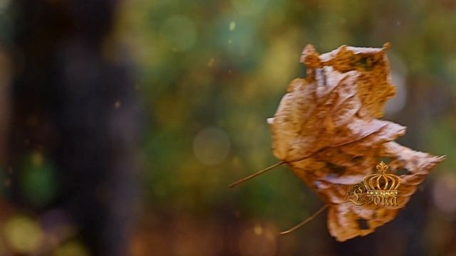 Sergey Chekalin "AUTUMN" ♔LONA смотреть онлайн