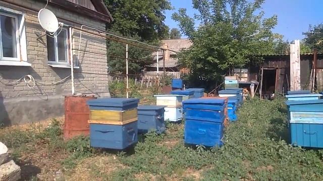 пасека и пчёлы #пчёлы#пасека смотреть онлайн