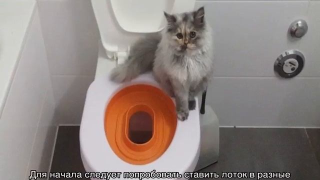 Почему кошка ходит мимо лотка: основные причины и что делать смотреть онлайн